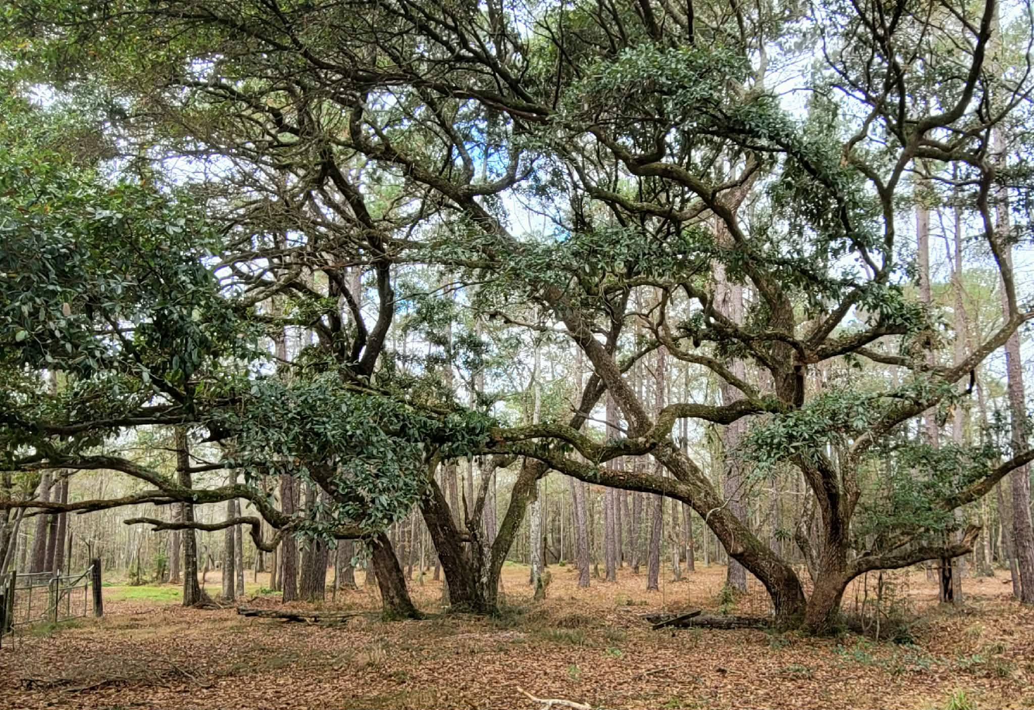 Mature live oaks and pine forest in rural Bush